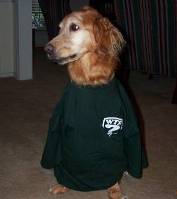 Bob's dog dressed for the game