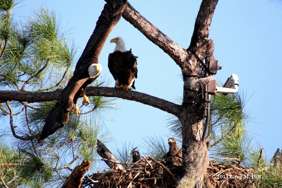 SWF Eagle Cam.jpg