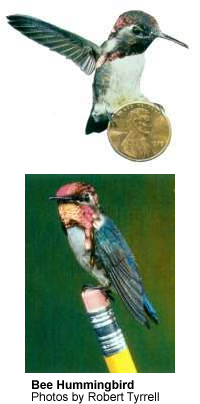 bee hummingbird.jpg