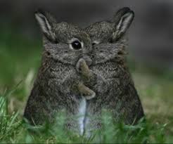 BunnyHug.jpg